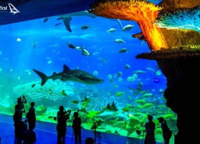 راهنمای سفر به آکواریوم آنتالیا: دنیایی شگفت انگیز در قلب مدیترانه راهنمای سفر به آکواریوم آنتالیا: دنیایی شگفت انگیز در قلب مدیترانه