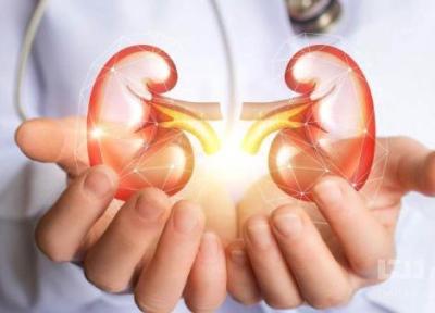 سلامت کلیه های خود را با 5 گیاه تضمین کنید سلامت کلیه های خود را با 5 گیاه تضمین کنید